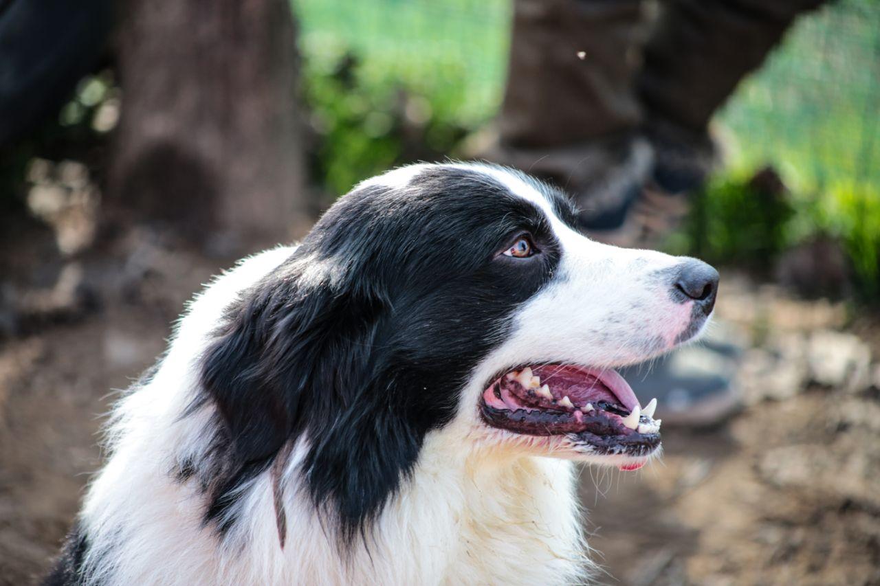 Il “sorriso” di Baloo